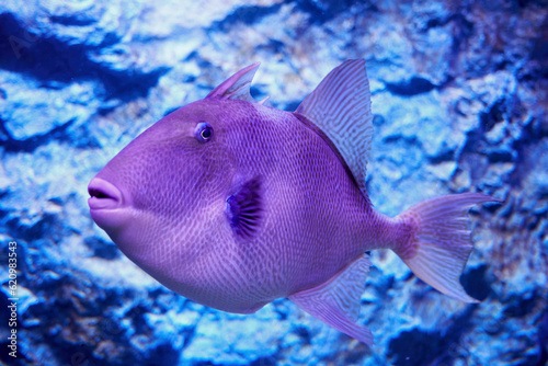 Funny curious triggerfish with big lips swimming underwater. Wild exotic fish and sea life