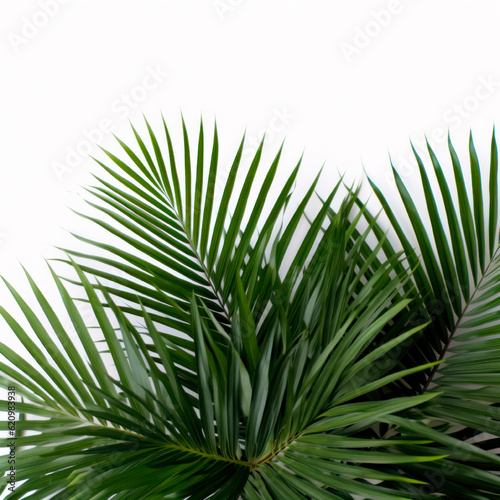 Green leaf of a tropical tree