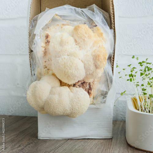 Microgreens and hericium erinaceus mushrooms cultivated at kitchen at home