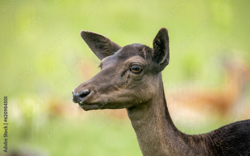 Biche noir Biche noir