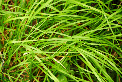 Fresh green spring grass background texture. Sharp thiny grass leaves close-up view.