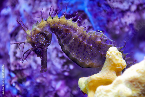 Small hippocampus underwater in corals swimming with colorful blurred backgrounds. Wild ocean and sea nature and animals