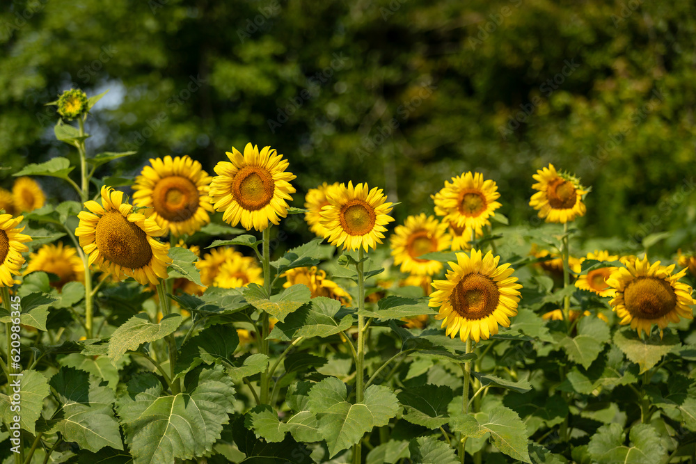 Fototapeta premium Sunflowers in bloom