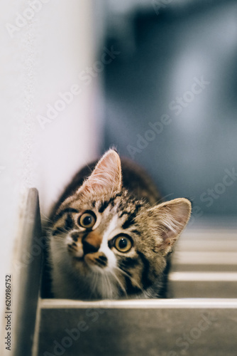 Cute kitten sitting on the stairs and ready to jump. European mongrel cat with black stripes.
