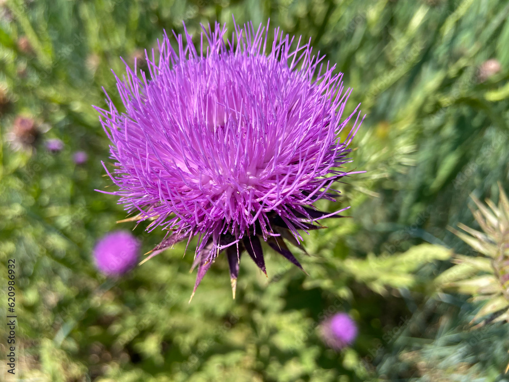Fleur violette de chardon
