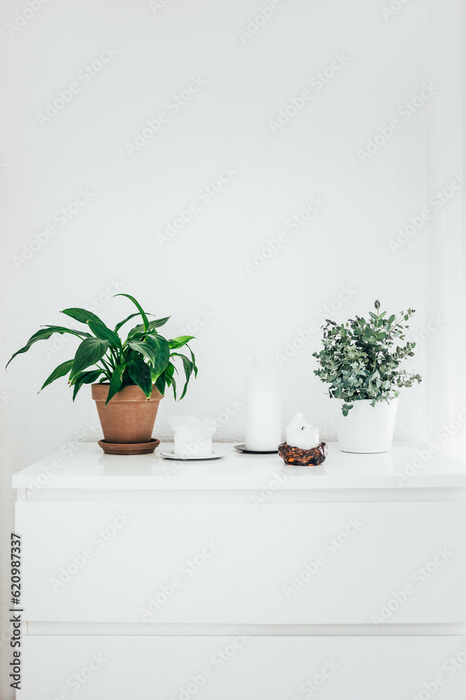 Indoor Plants on White Sideboard with White Candles. Eucalyptus Growing in White Flower Pot. Vertical Frame.