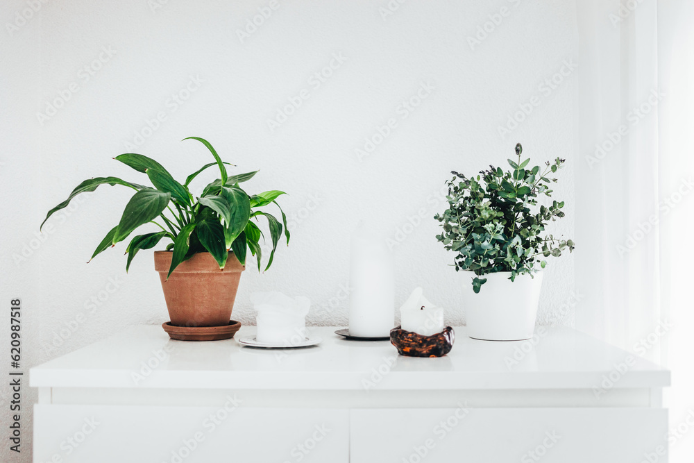 Fototapeta premium Green Plants on White Sideboard with White Candles at Home.