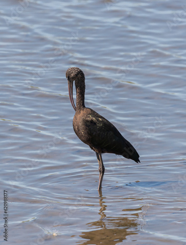 Glossy ibis, Plegadis falcinellus, preening in the Vicario reservoir, province of Ciudad Real, Spain photo