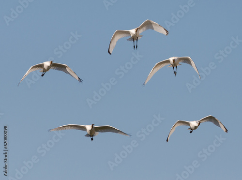 Eurasian spoonbill, Platalea leucorodia. Photo taken in the Vicario reservoir, province of Ciudad Real, Spain. photo