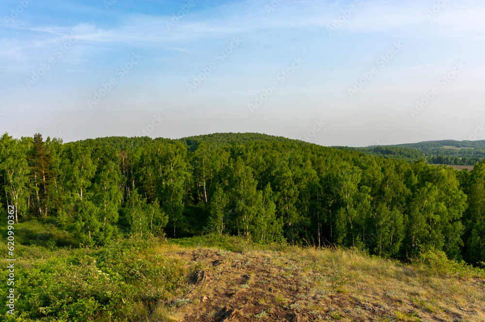 View of the summer forest from the top of the hill. Russia