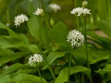 Wild garlic (Allium ursinum) in spring time.