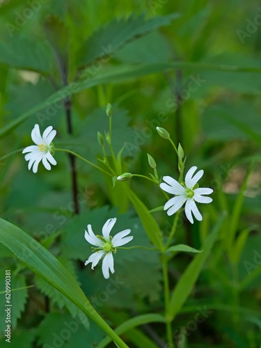 Large-leaved chickweed (Stellaria holostea) in spring time.