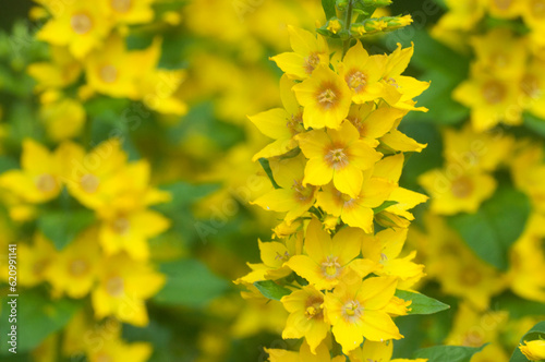 Close up of dotted loosestrife (lysimachia punctata) in bloom