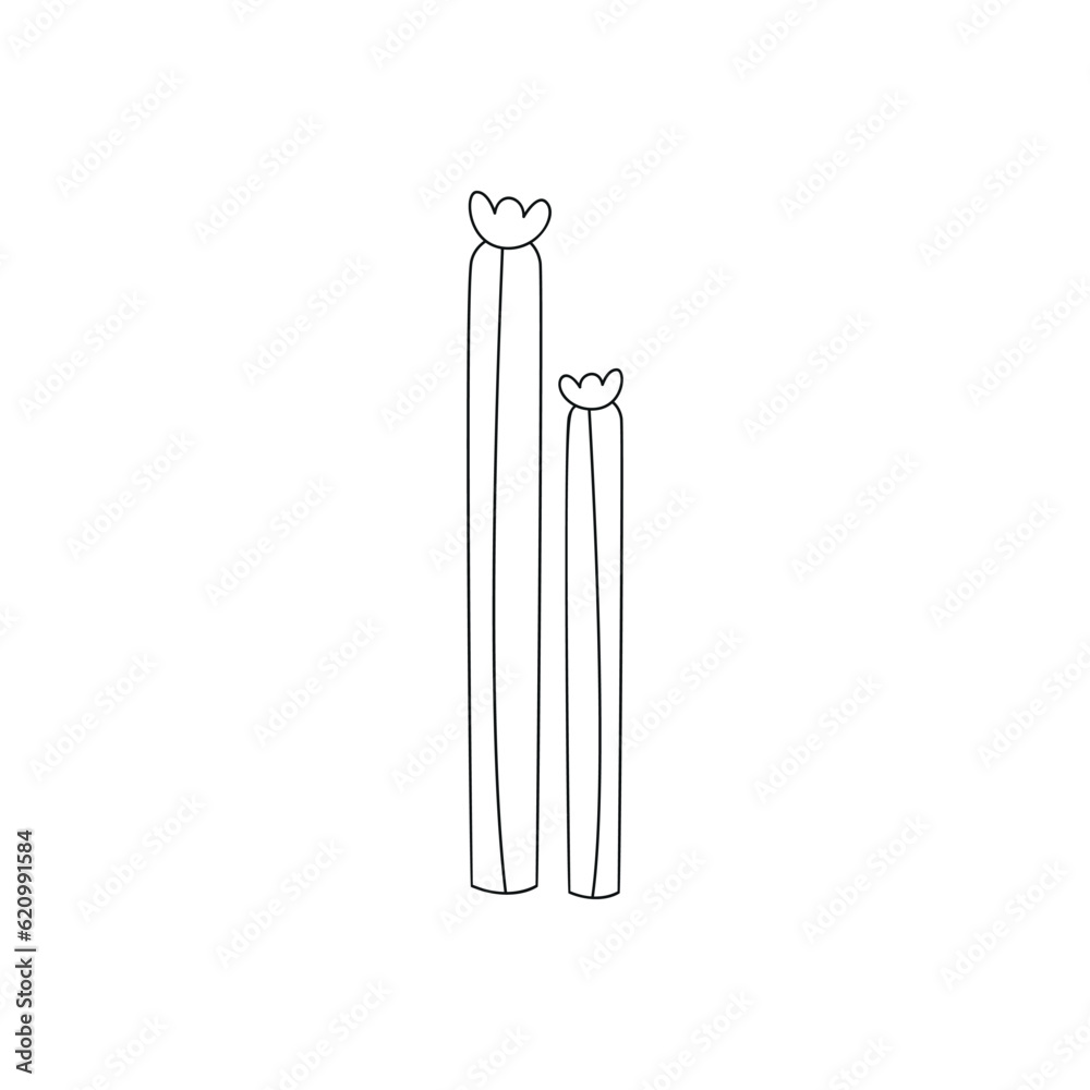 Hand drawn linear vector illustration of a cactus Hand drawn linear vector illustration of a cactus