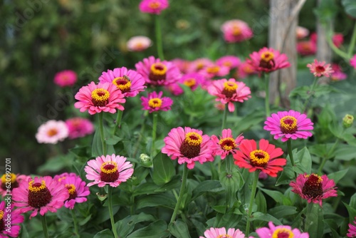 Fotografi Common zinnia (Zinnia elegans) in the flower garden of Melk Abbey in Austria