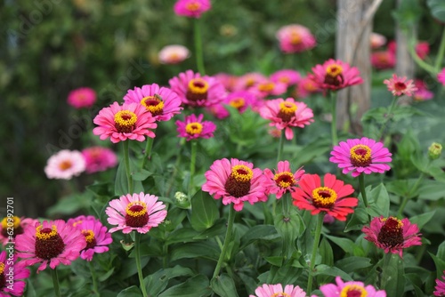 Common zinnia  Zinnia elegans  in the flower garden of Melk Abbey in Austria.