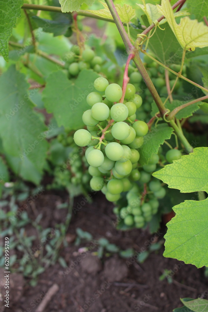 A bunch of grapes on a vine