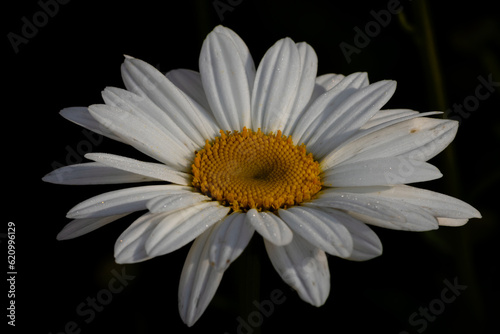 daisy