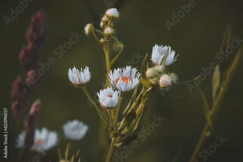 wild daisies  photo