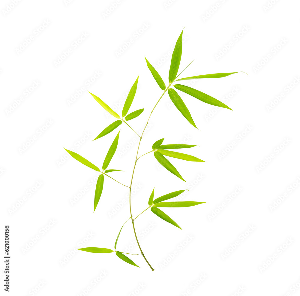 green bamboo leaves isolated on white background green bamboo leaves isolated on white background