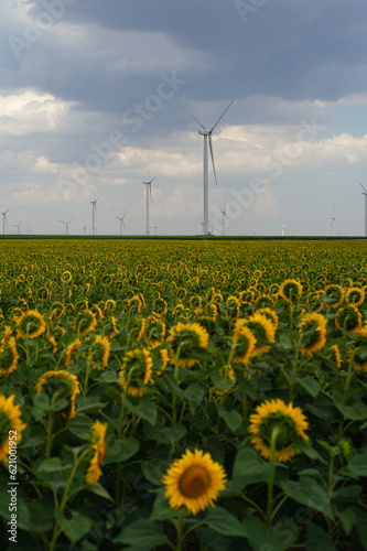 sunflower field with wind turbines, everybody is sad