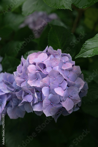 梅雨に咲く紫陽花