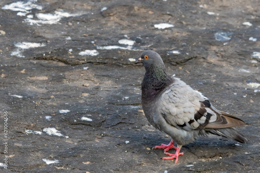 Obraz premium pigeon on the ground