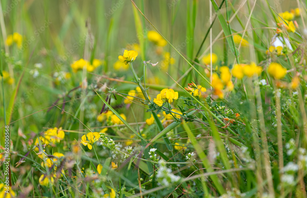 flowers in the meadow in summer flowers in the meadow in summer