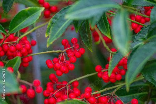 ardisia, coral tree close-up photo