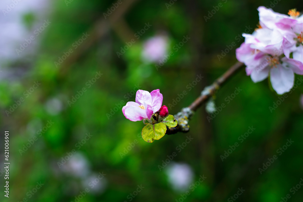 Blossoming apple tree. A flower on a tree. Spring Blossoming apple tree. A flower on a tree. Spring
