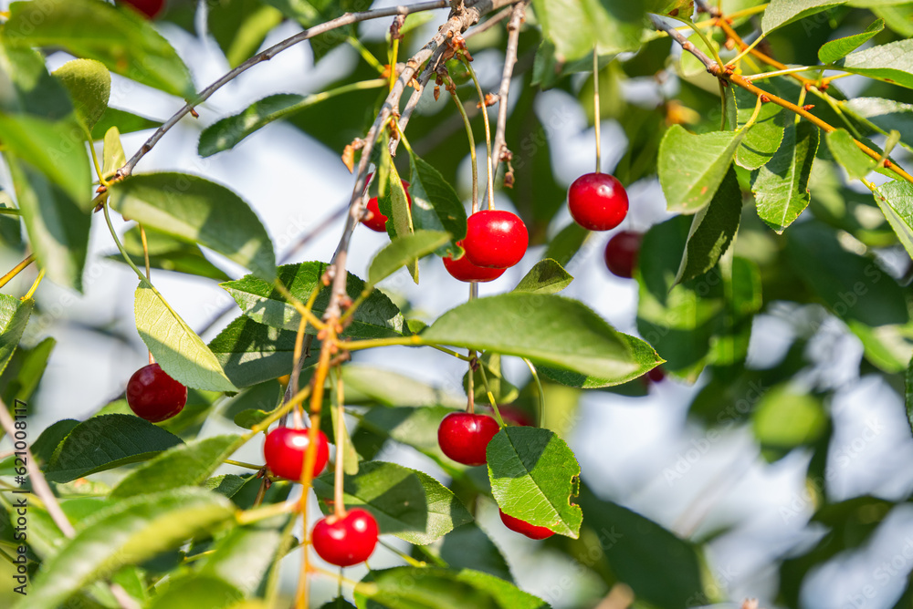 cherry berries on a tree in summer