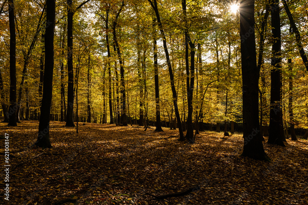 autumn in the forest