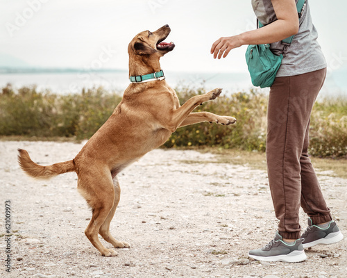 Portrait of cute outbred happy jumping dog jumping and playing with its owner on sea coast outside