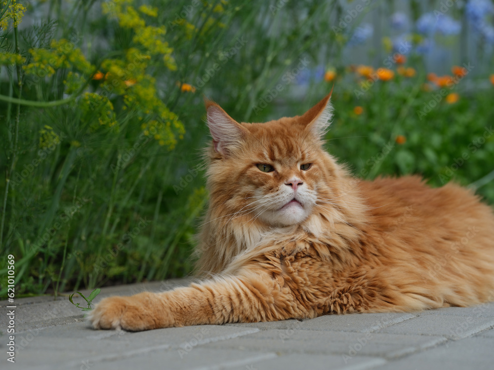 A red Maine Coon cat lying on tiles in a garden