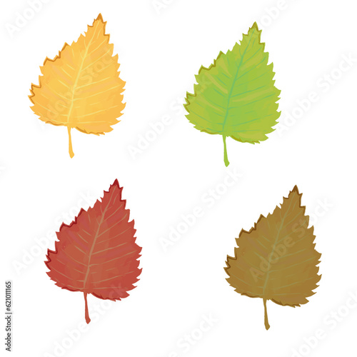 birch leaf vector collection