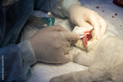Under anesthesia, the cat is removed the diseased tooth in a veterinary clinic. The veterinarian removes a diseased tooth from a pet in the operating room under a surgical lamp.