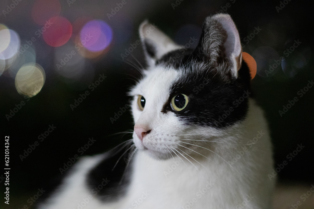 Fototapeta premium portrait of a cat
