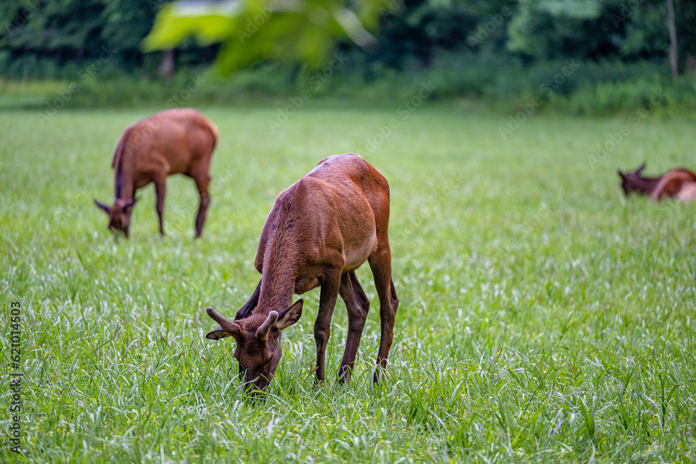 elk grazing elk grazing