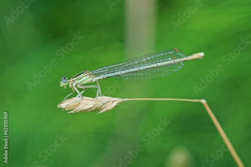 one small dragonfly sits on a gray dry blade of grass on a green background in nature