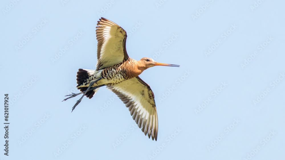 Obraz premium seagull in flight