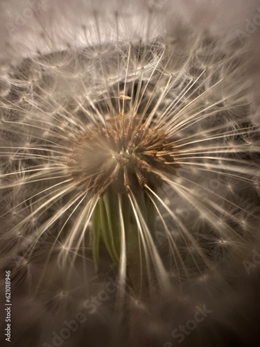 dandelion seed head