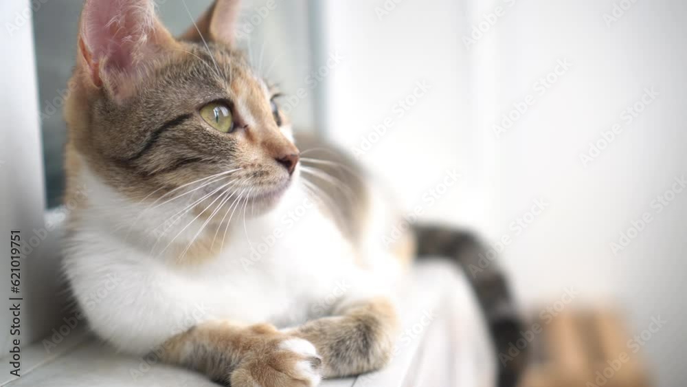 Cute domestic cat is resting. Close-up. Cute domestic cat is resting. Close-up.