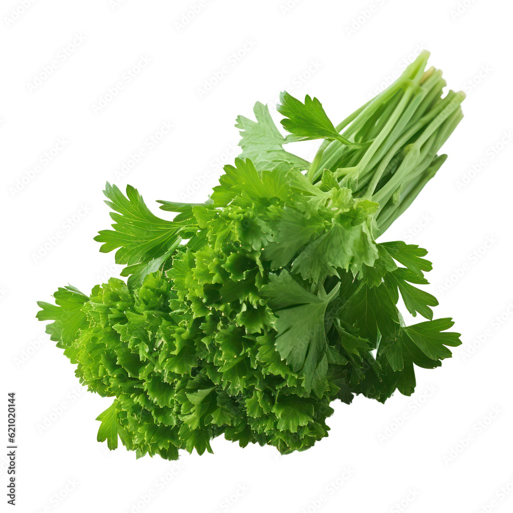 bunch of parsley isolated on transparent background cutout bunch of parsley isolated on transparent background cutout