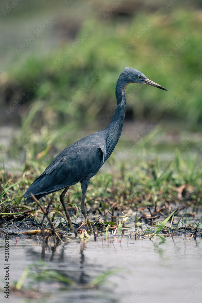 Fototapeta premium Black heron stands fishing in grassy pool