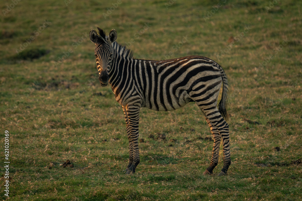 Baby plains zebra stands turning towards camera Baby plains zebra stands turning towards camera