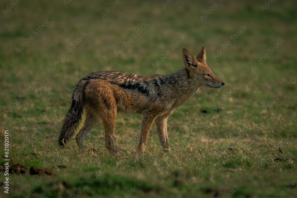 Black-backed jackal stands in profile on grass