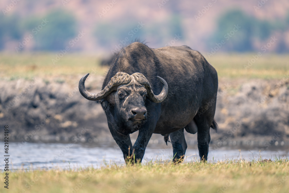 Cape buffalo standing on riverbank watches camera