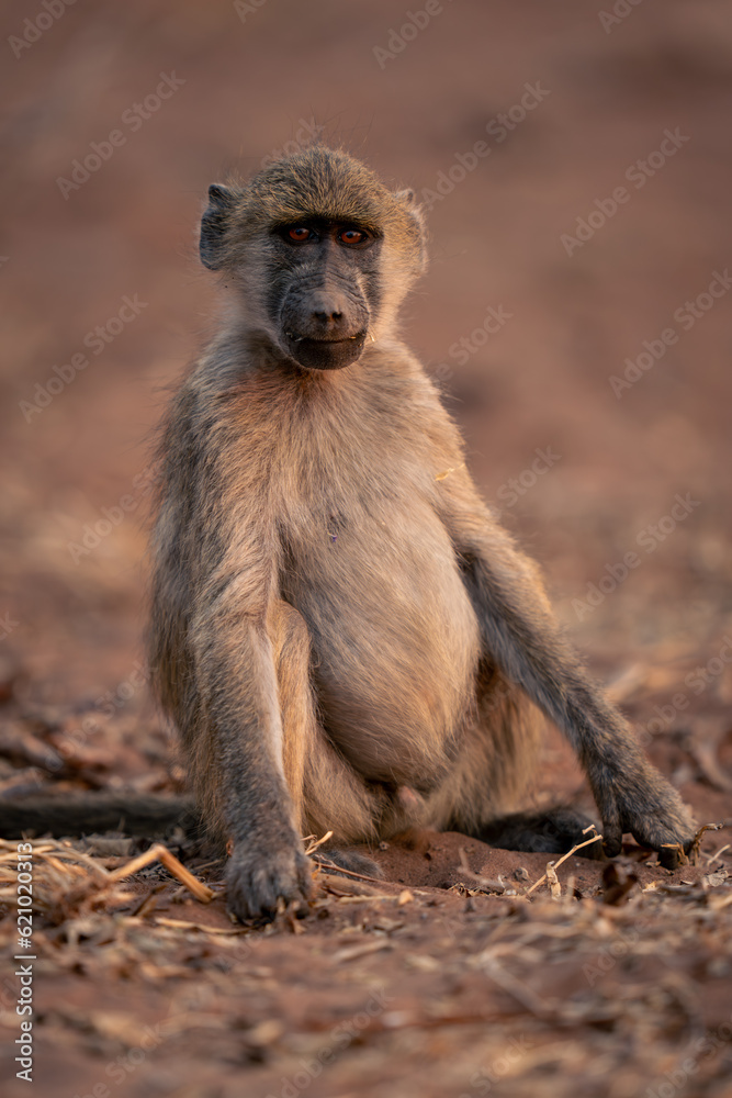 Chacma baboon sits on sand watching camera