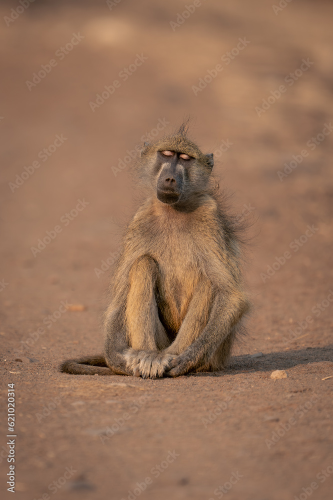 Chacma baboon sits on track closing eyes