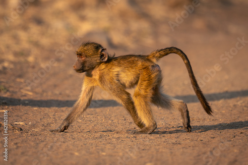 Chacma baboon with catchlight crosses sandy track